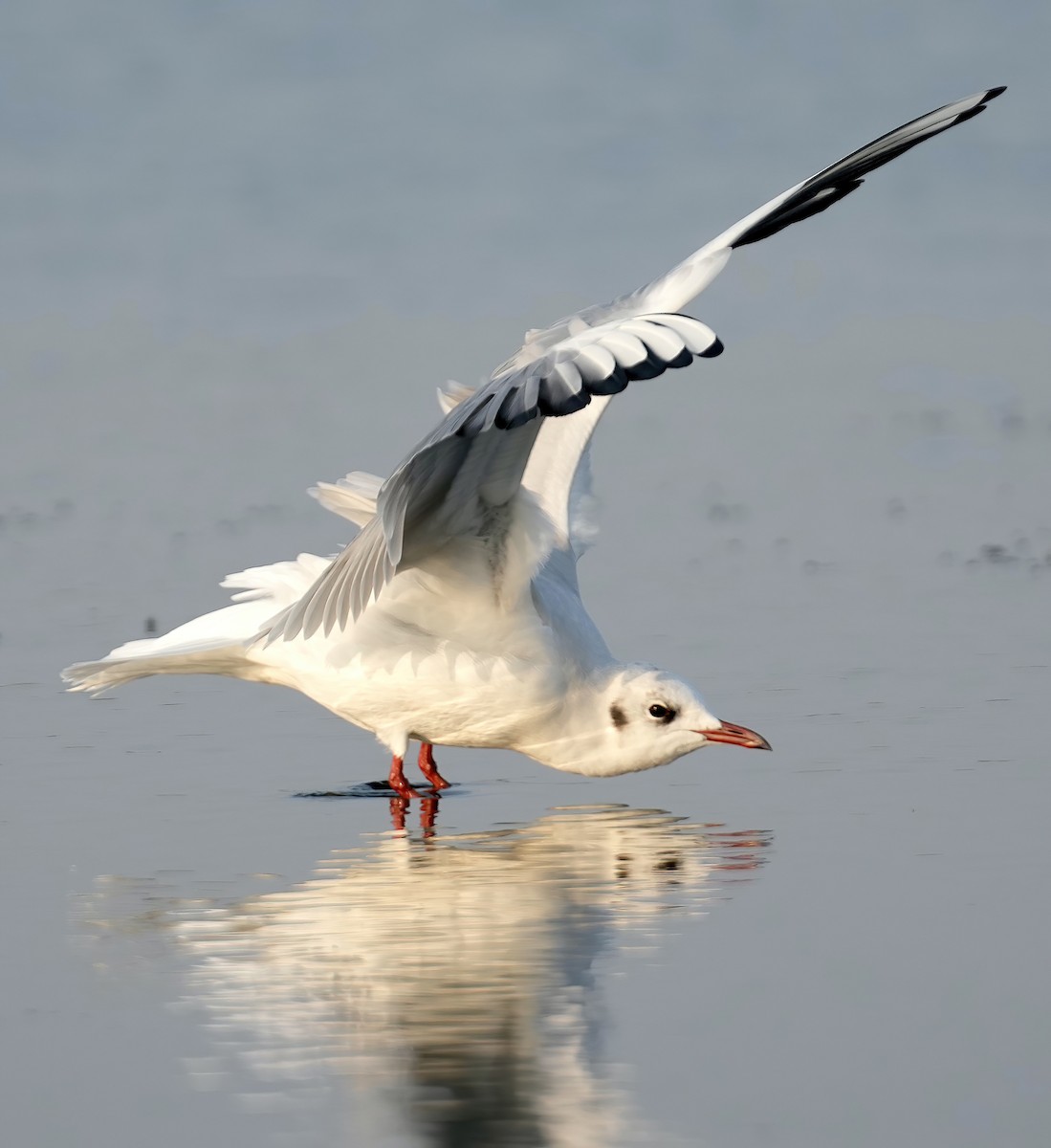 Mouette rieuse - ML530128731