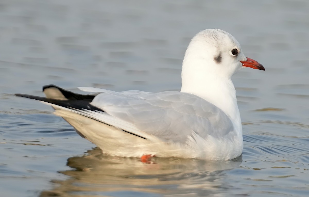 Mouette rieuse - ML530128781
