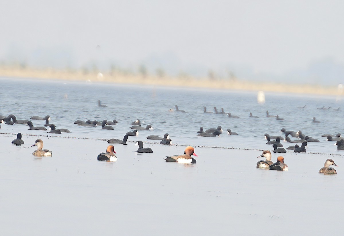 Red-crested Pochard - ML530129931