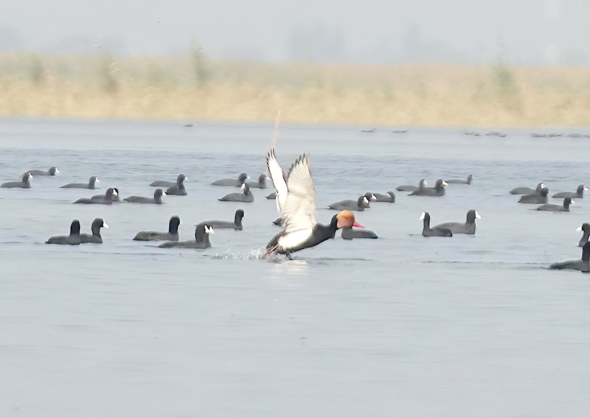 Red-crested Pochard - ML530129951