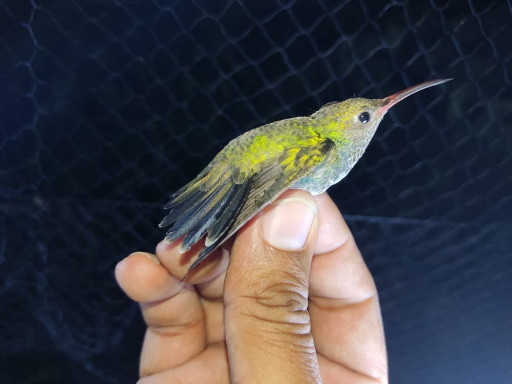 kolibřík zrcadlový - ML530131091