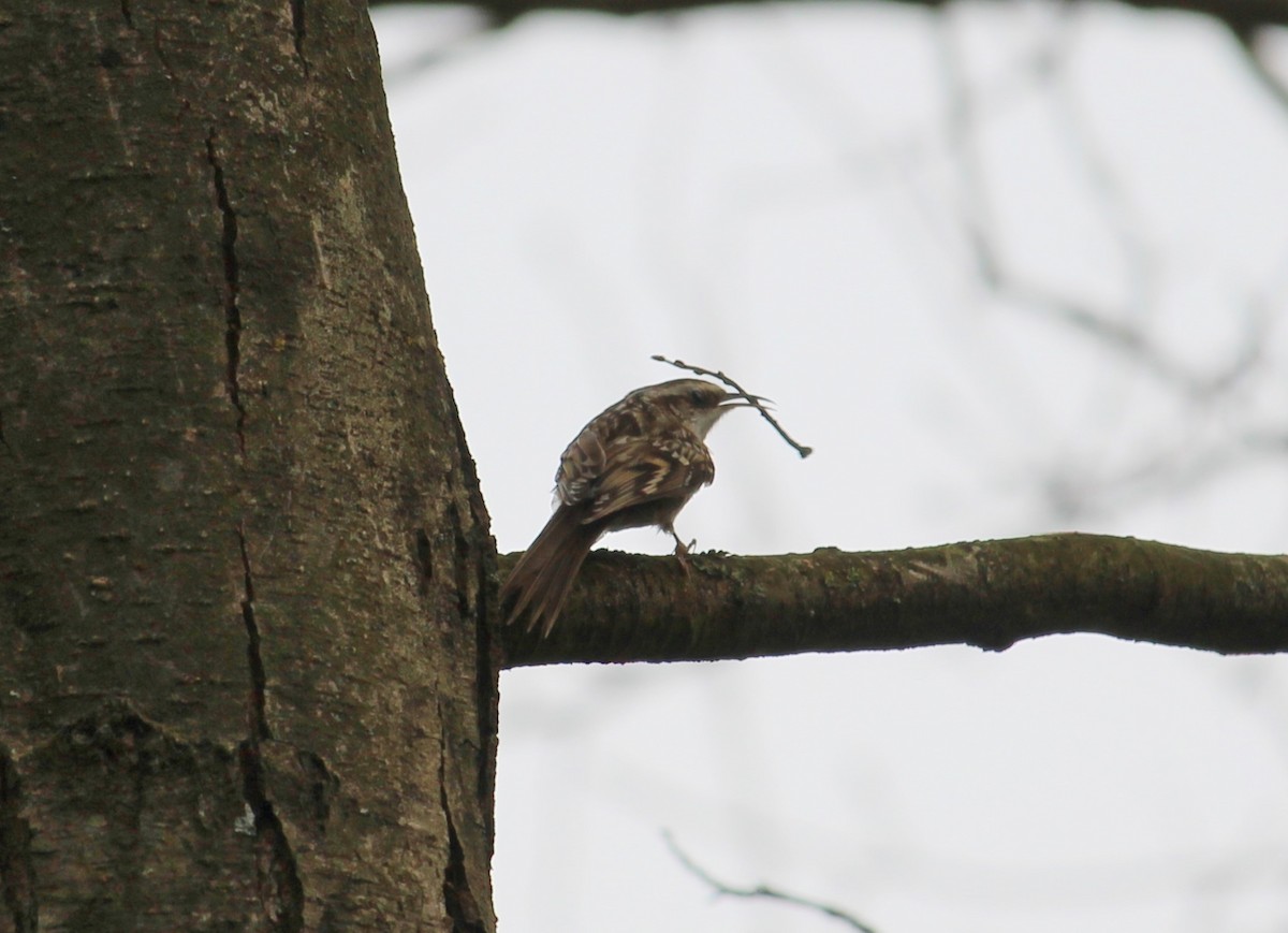 Short-toed Treecreeper - ML53013171