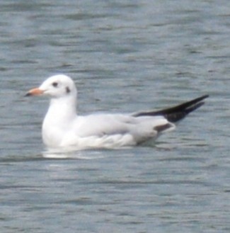 Хүрэн толгойт цахлай - ML530131751