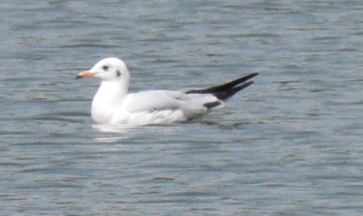 Хүрэн толгойт цахлай - ML530131771