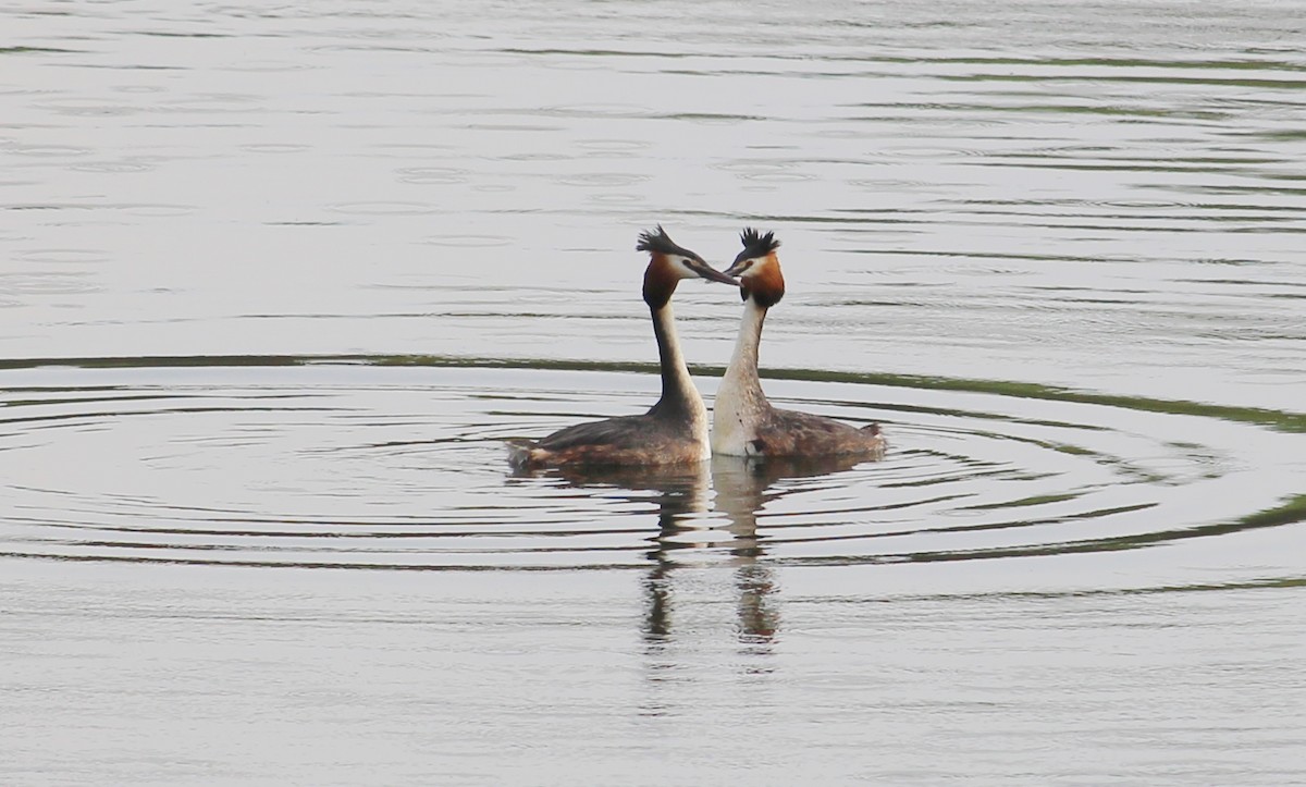 Great Crested Grebe - ML53013261