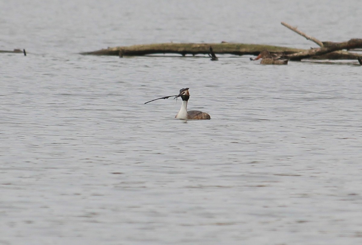 Great Crested Grebe - ML53013281