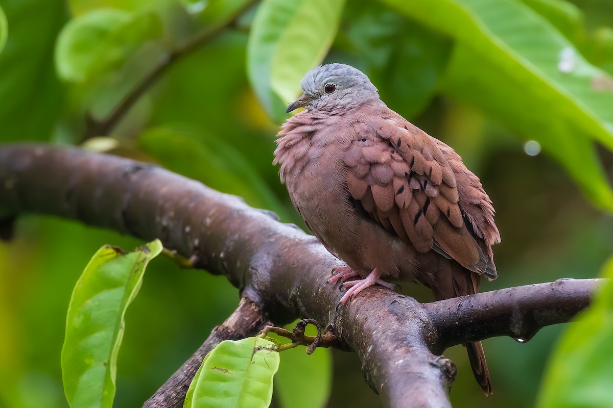 Ruddy Ground Dove - ML530133521