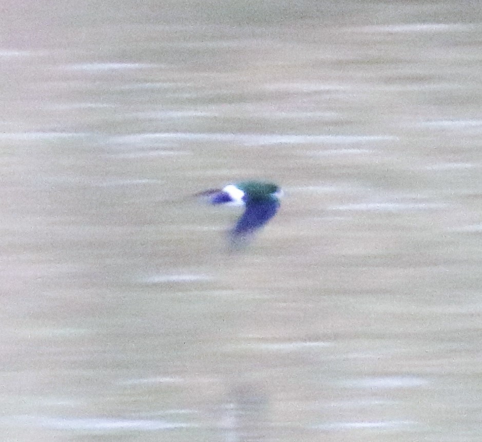 Violet-green Swallow - ML53013371