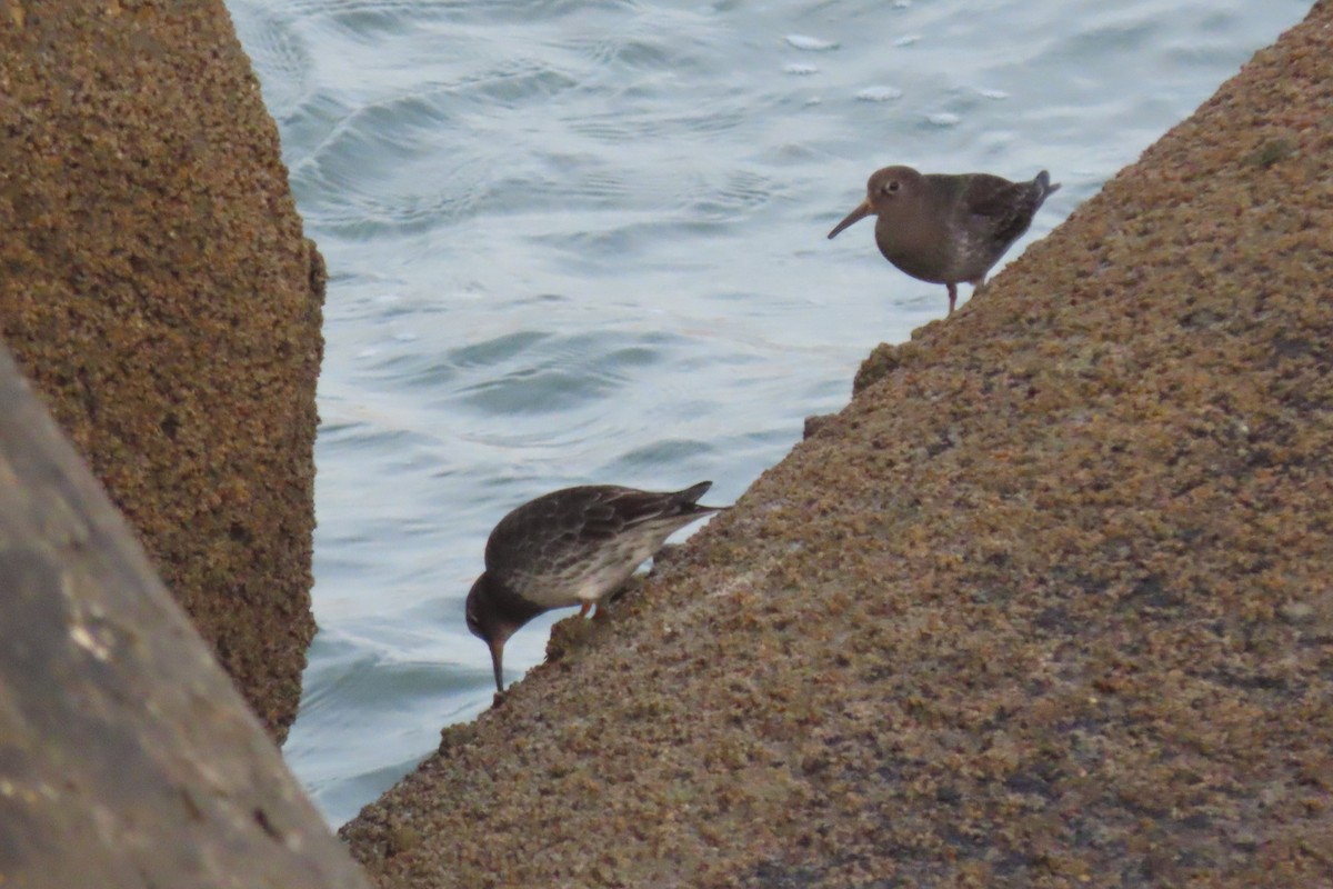 Purple Sandpiper - ML530133981