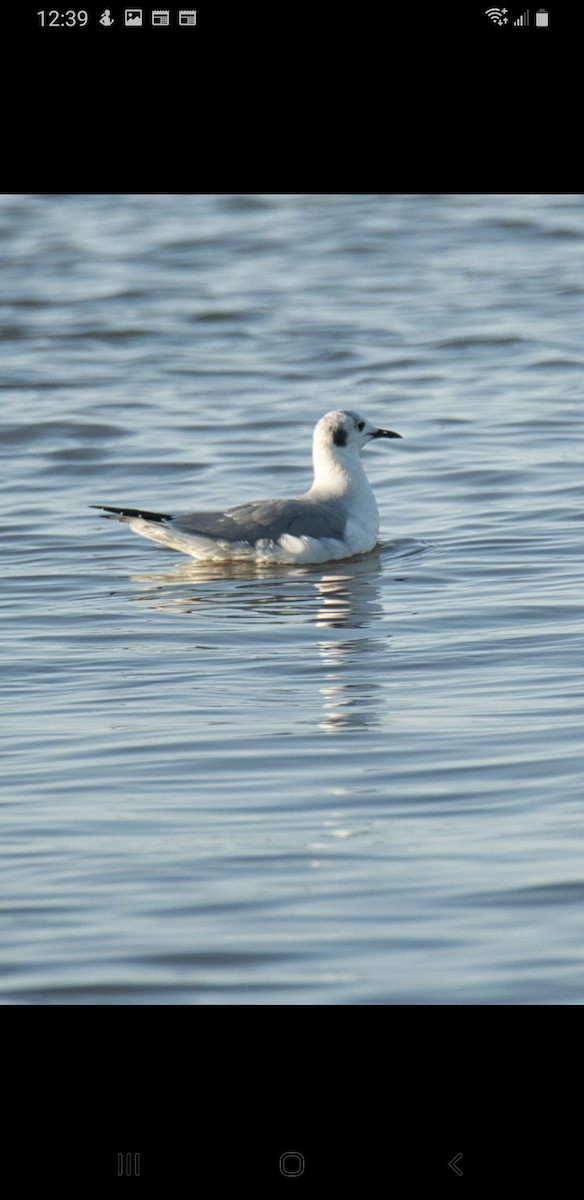 Bonaparte's Gull - ML530134201