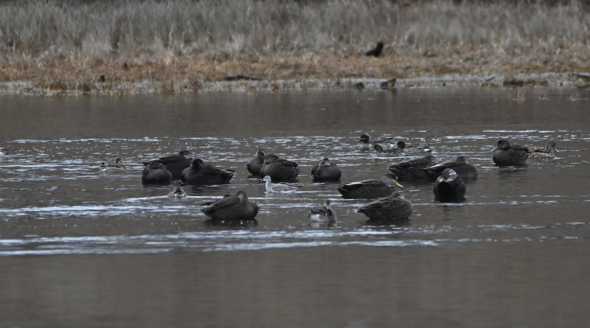 Greater Yellowlegs - ML530134211