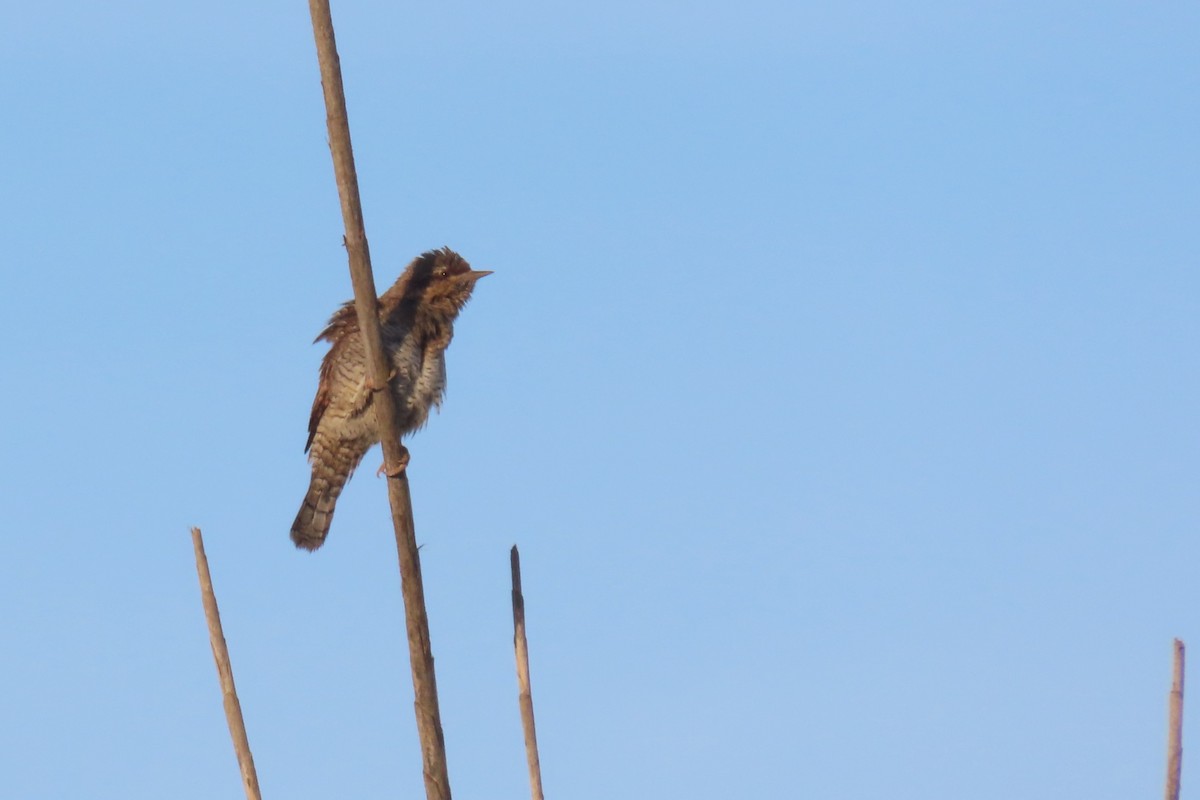 Eurasian Wryneck - ML530134431