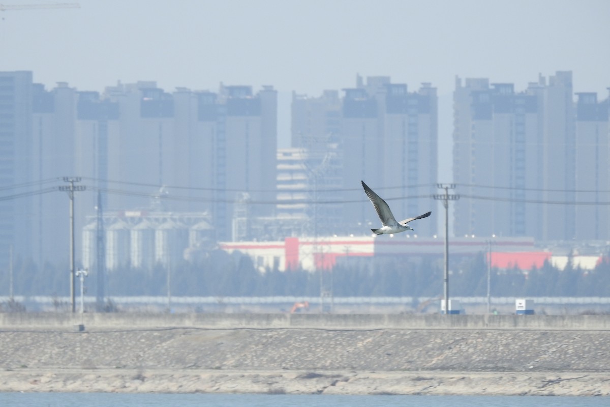 Black-tailed Gull - Zhanyi Lin