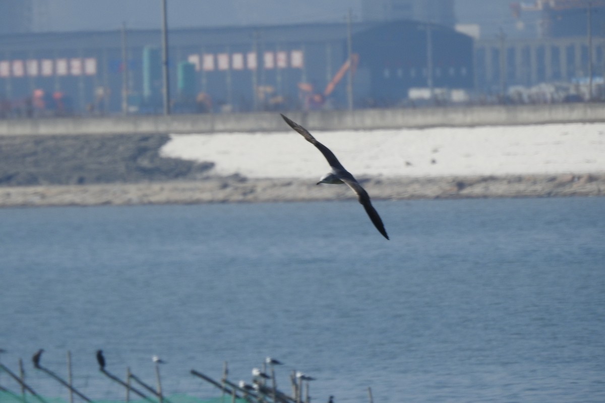 Black-tailed Gull - Zhanyi Lin