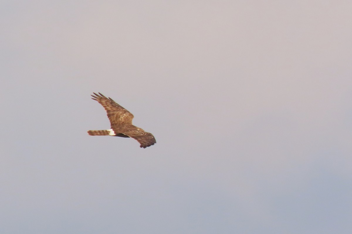 Hen Harrier - ML530136291