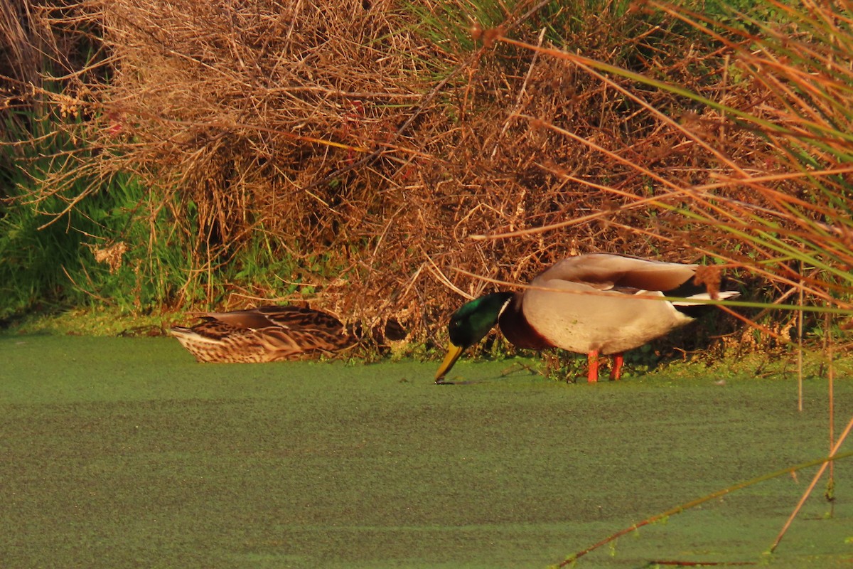 Mallard - ML530136351