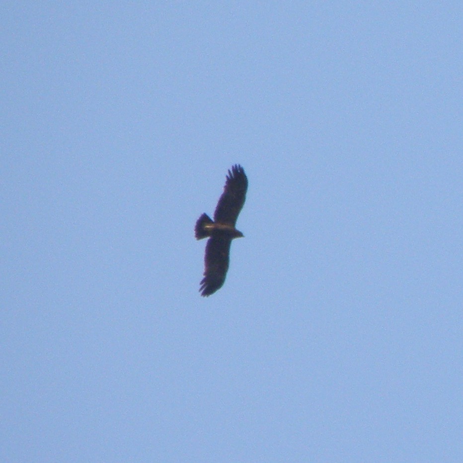 Tawny Eagle - ML53013731