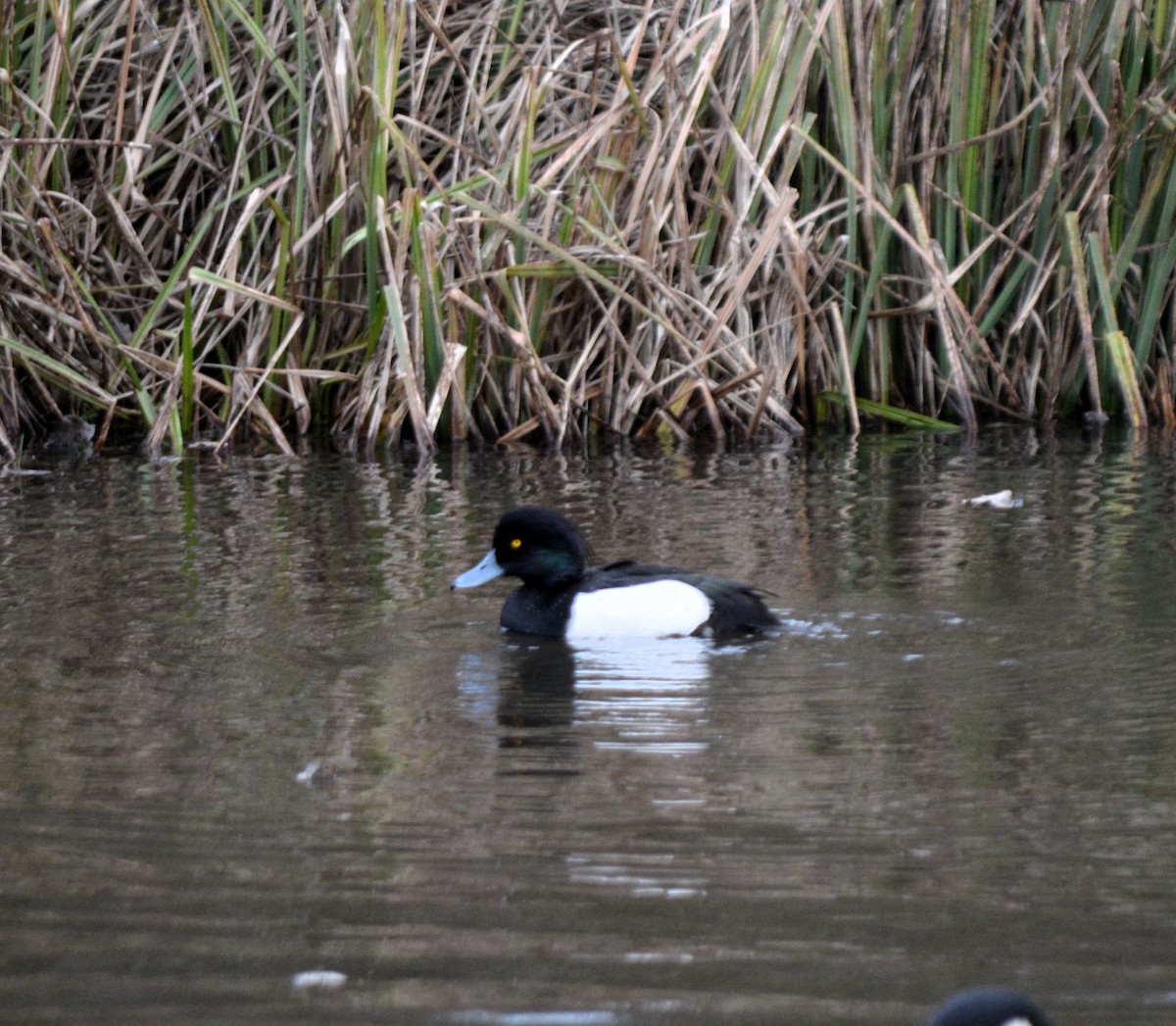 Tufted Duck - ML530137781