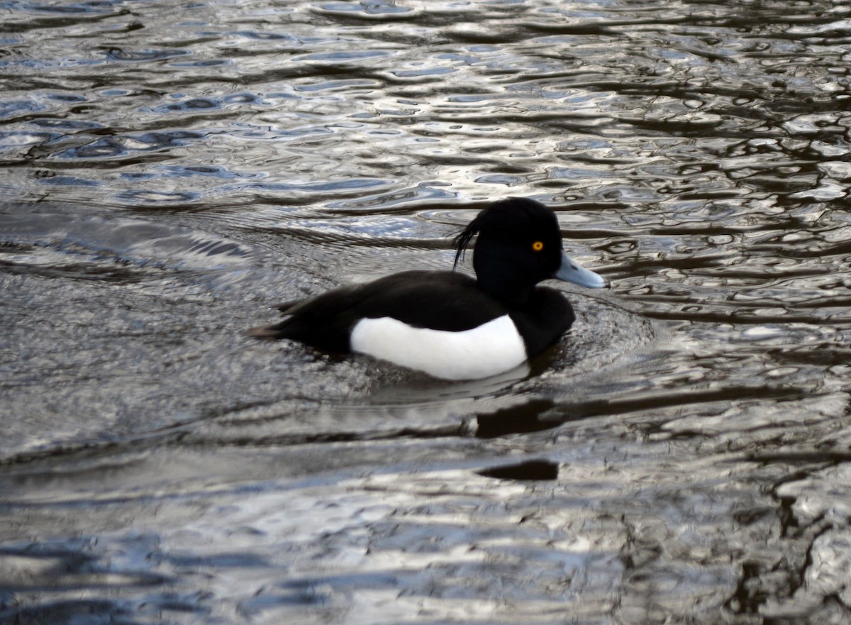 Tufted Duck - ML530139051