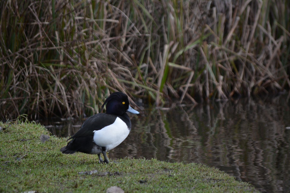 Tufted Duck - ML530139981