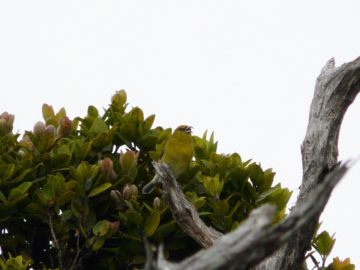 Amakihi de Kauai - ML53014001