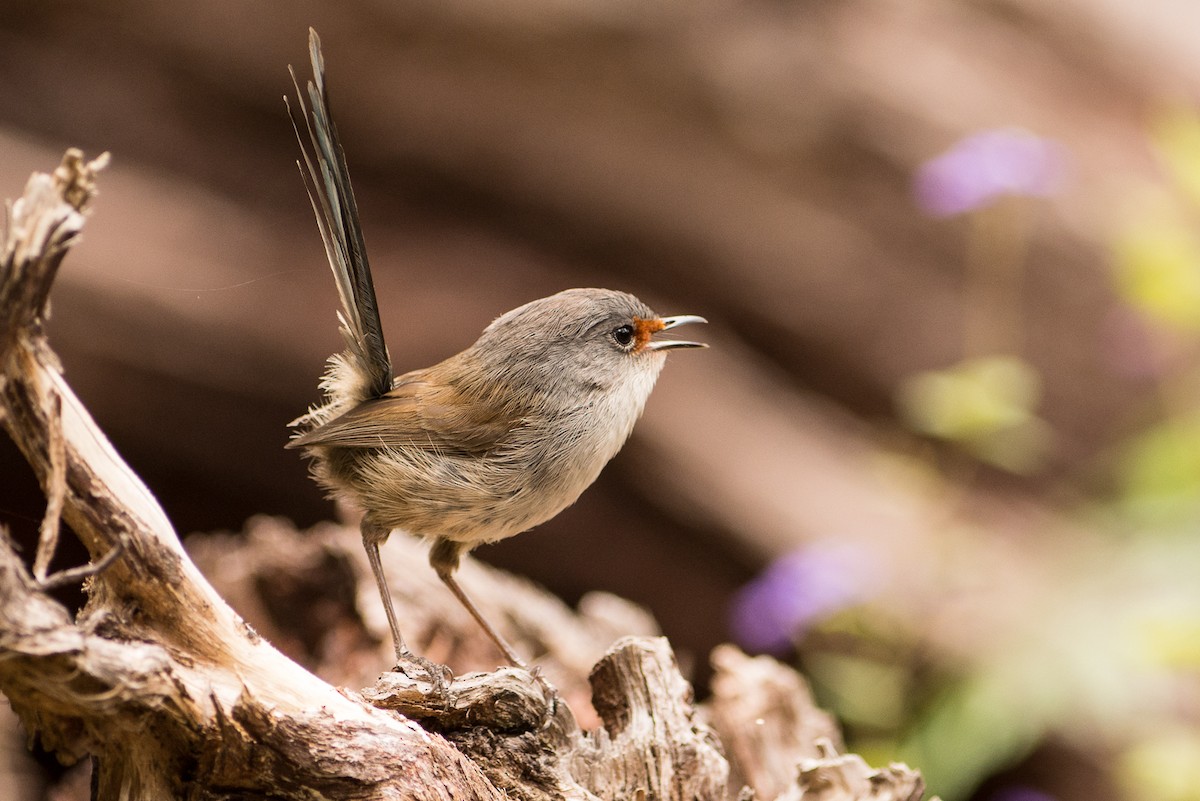 Red-winged Fairywren - John  Van Doorn
