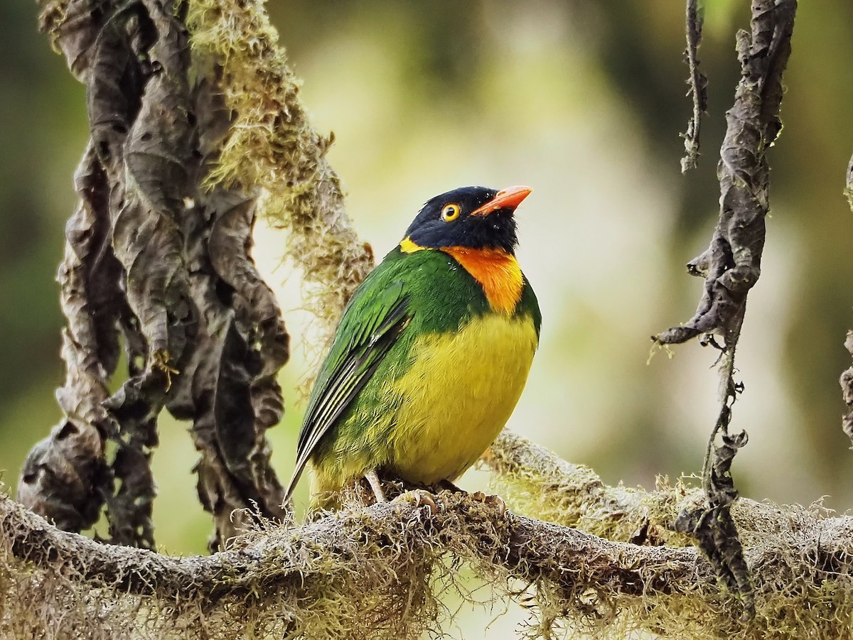 Orange-breasted Fruiteater - ML530140251