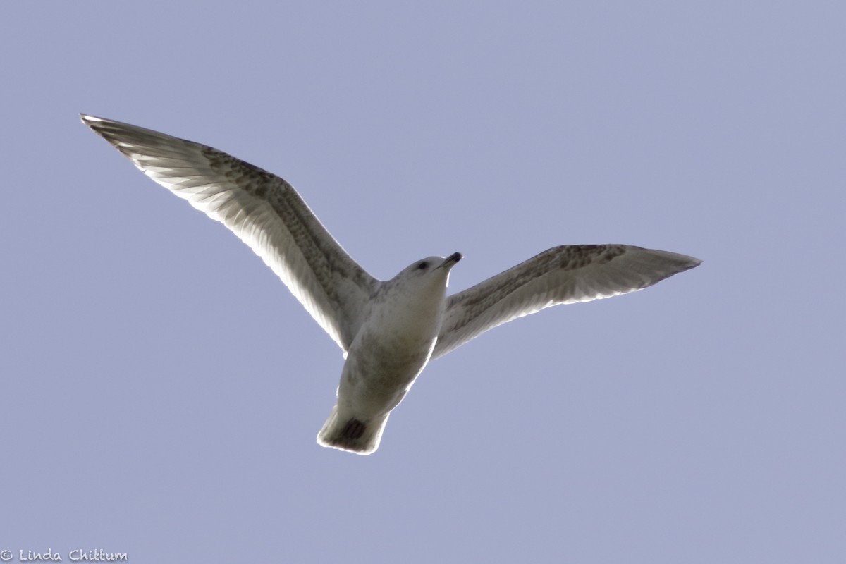 Herring Gull - Linda Chittum