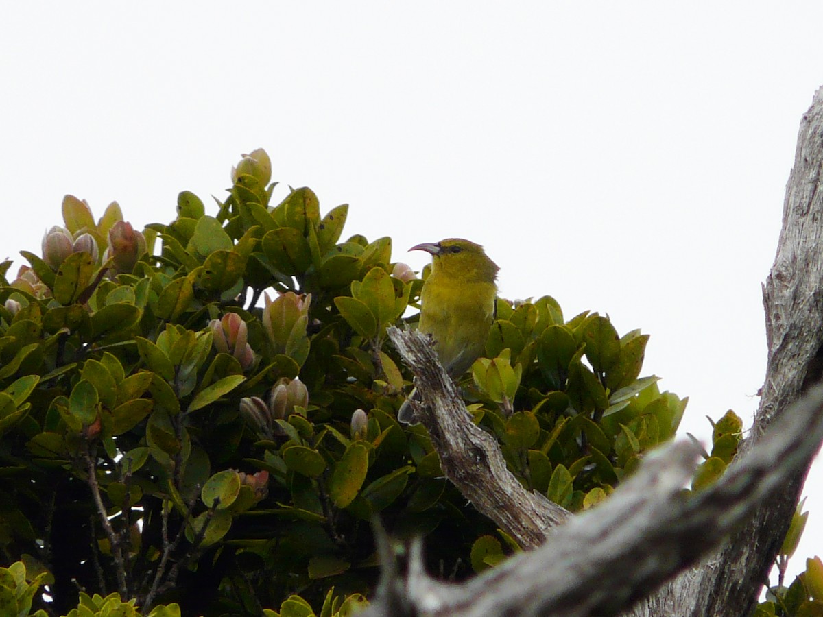 Kauai Amakihisi - ML53014051