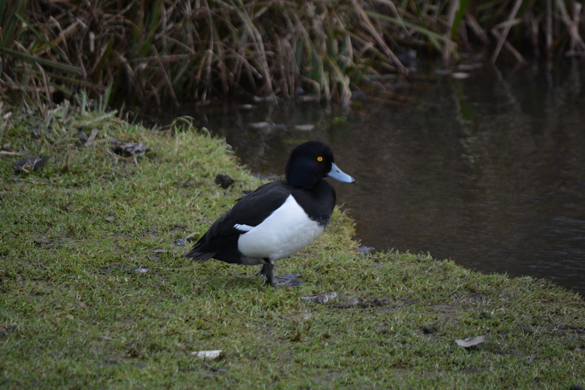 Tufted Duck - ML530140771