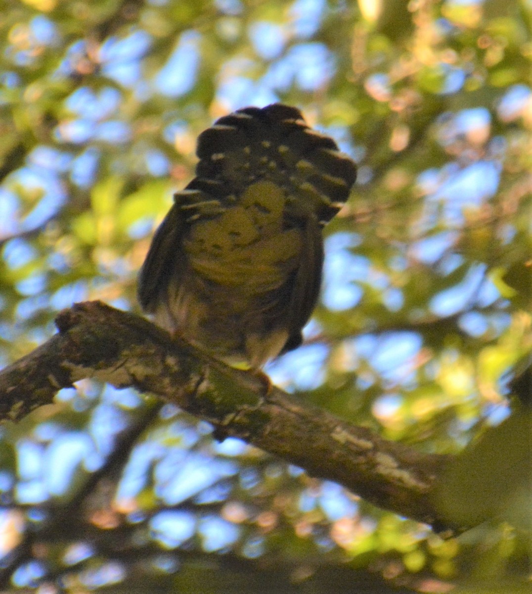 Red-chested Cuckoo - ML530141541