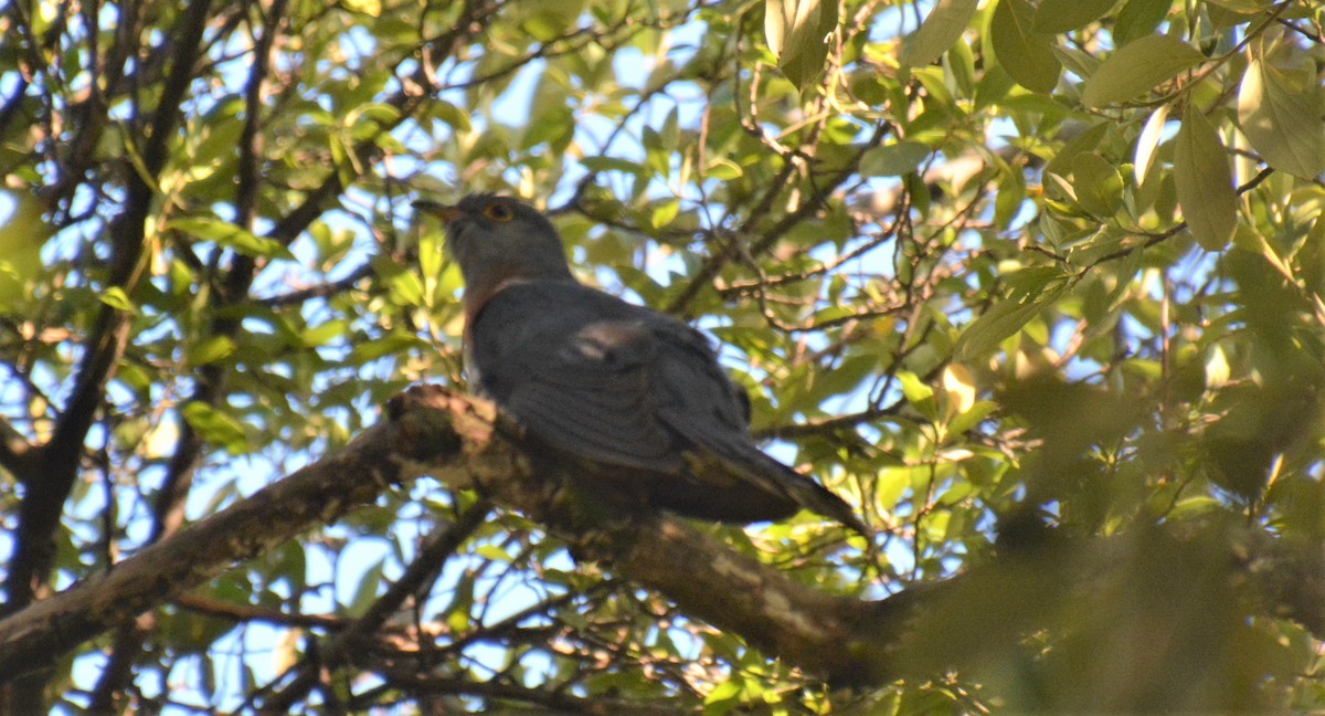 Red-chested Cuckoo - Christoph Randler