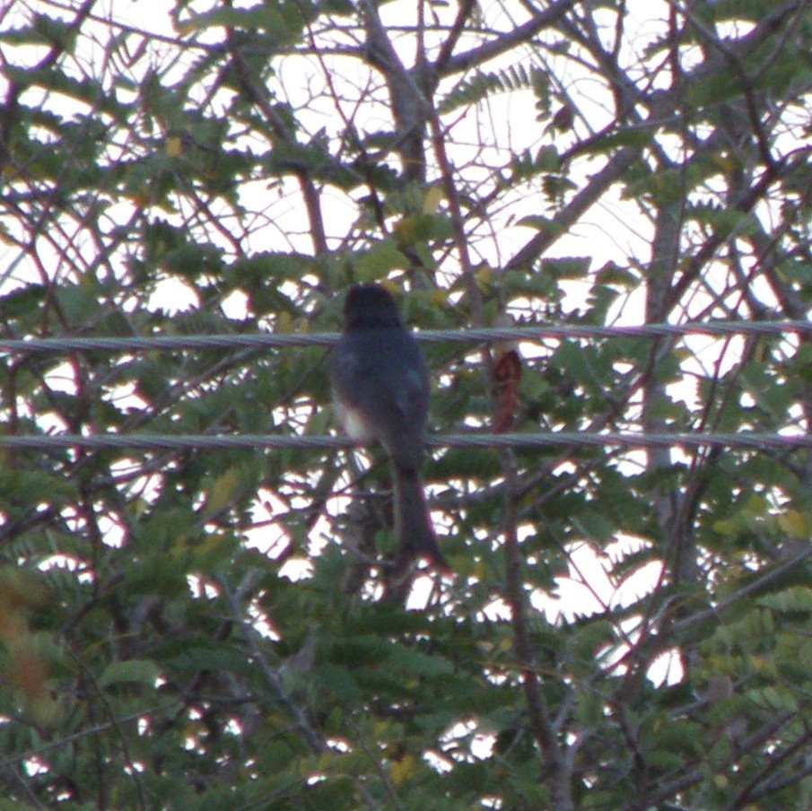 White-bellied Drongo - ML53014181