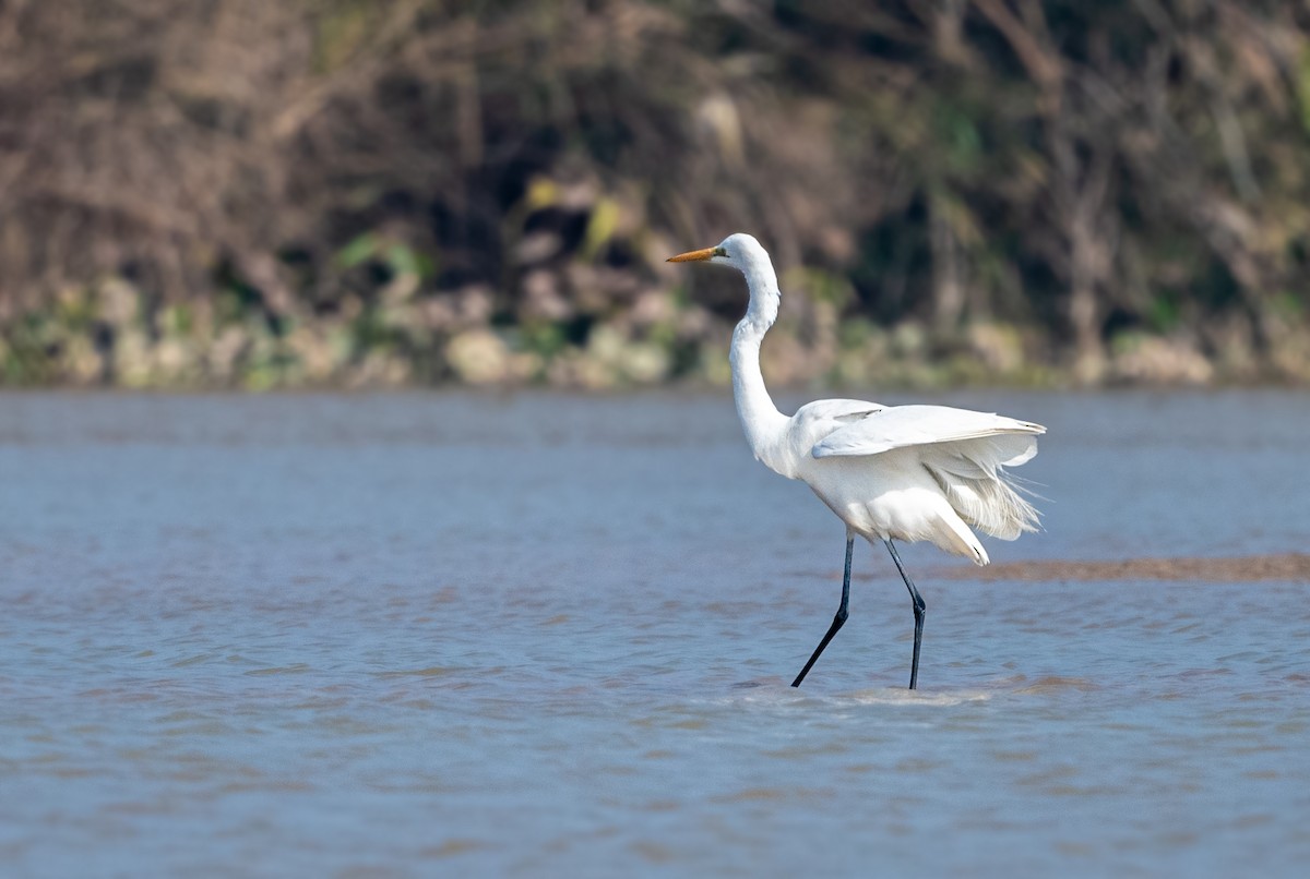 Great Egret - ML530142381