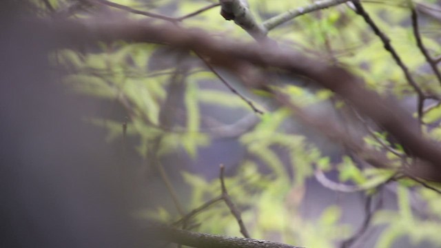 Arctic Warbler - ML530142781