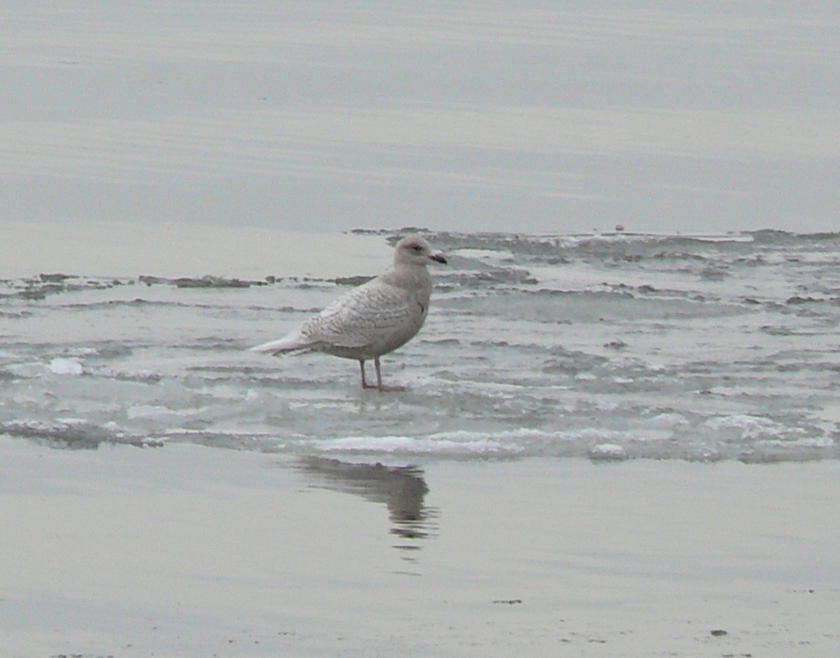 Iceland Gull (kumlieni/glaucoides) - ML530143121