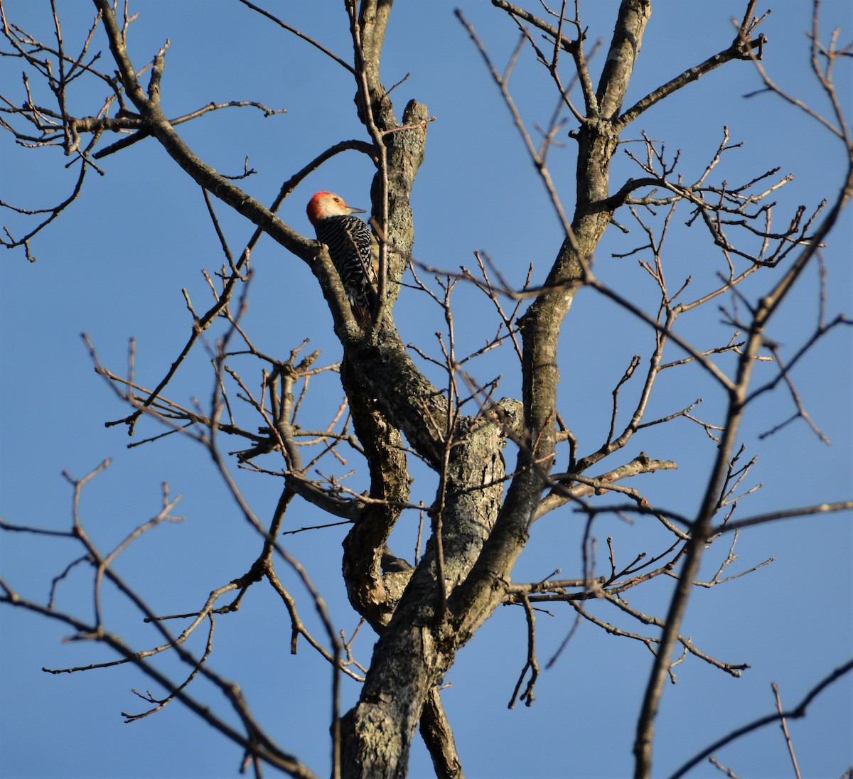 Red-bellied Woodpecker - ML530143251