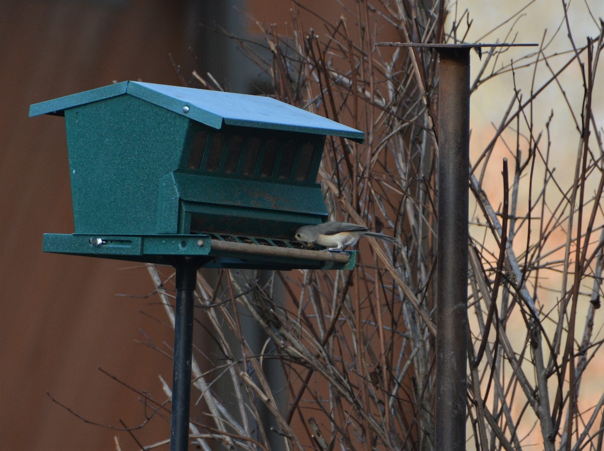 Tufted Titmouse - ML530143311