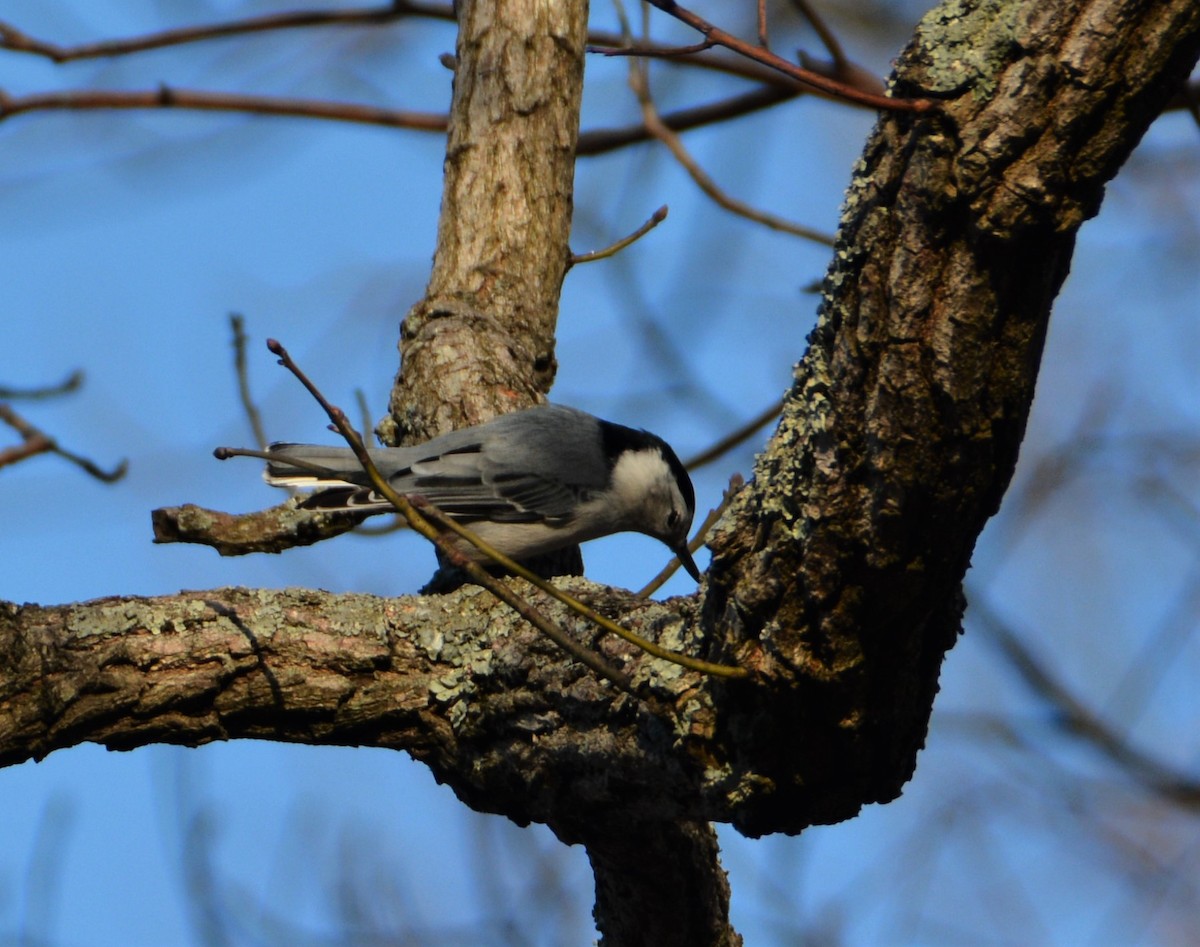 White-breasted Nuthatch - ML530143331