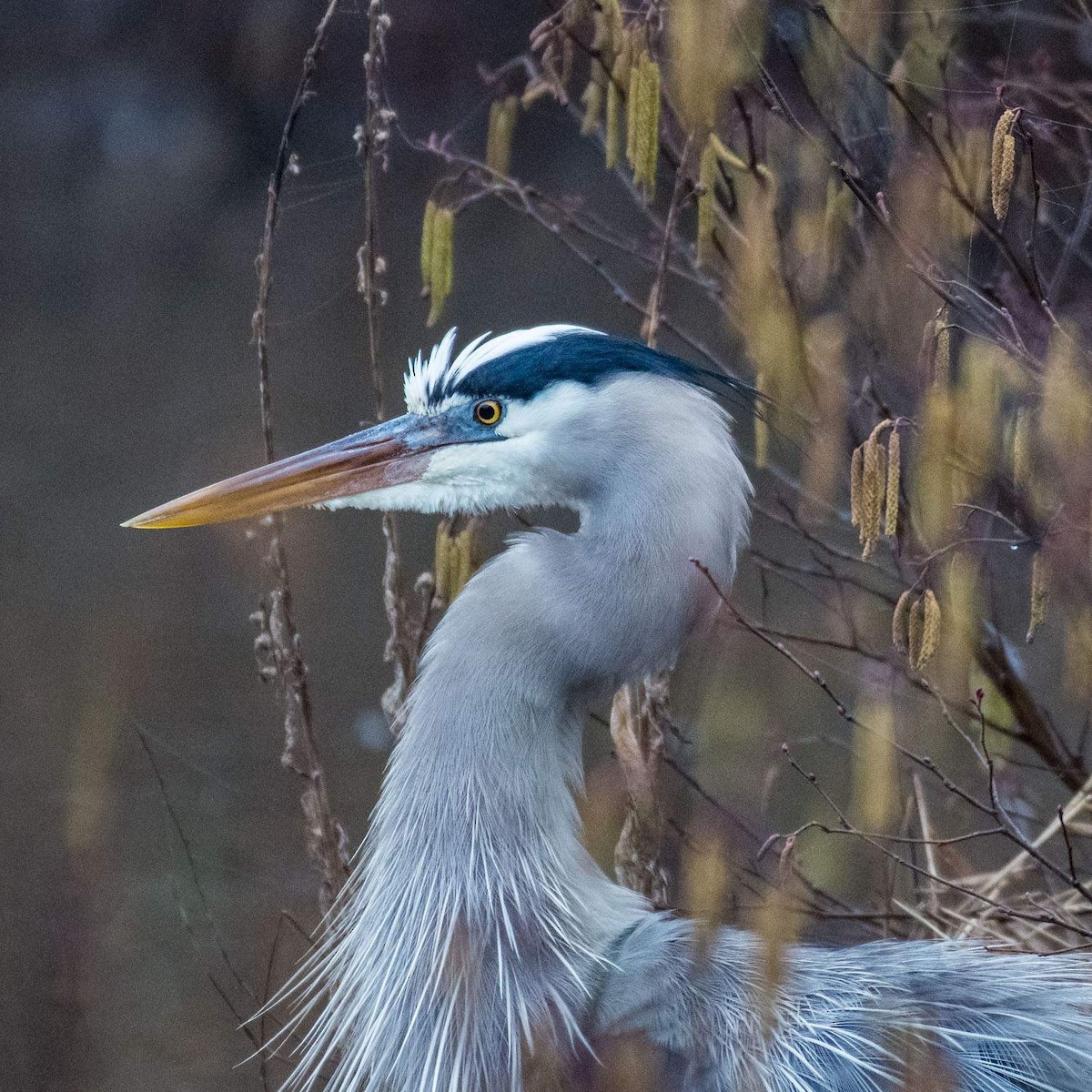 Great Blue Heron - ML530143511