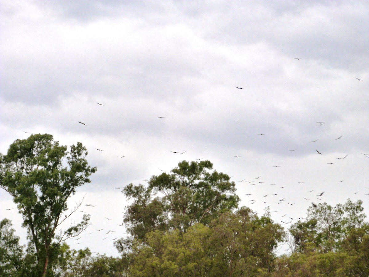 Swainson's Hawk - ML530143701