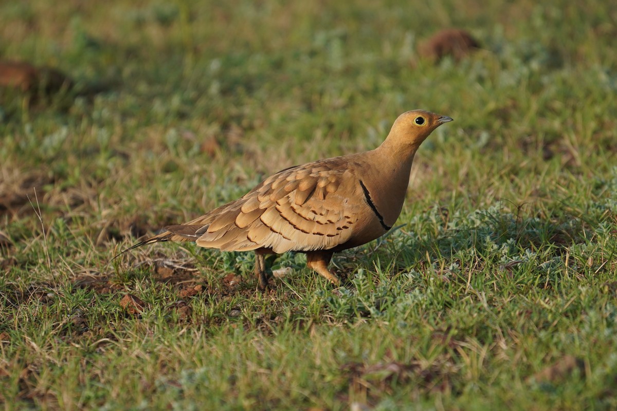 Chestnut-bellied Sandgrouse - ML530143811