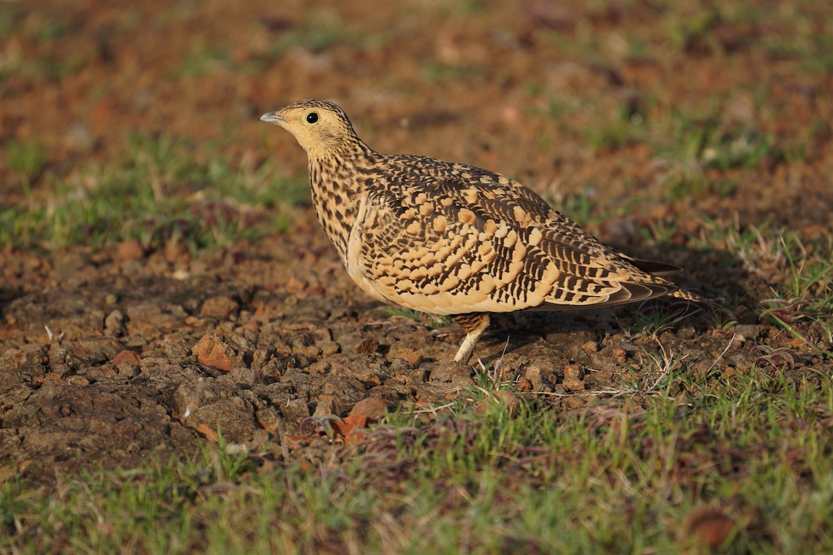 Chestnut-bellied Sandgrouse - ML530143821