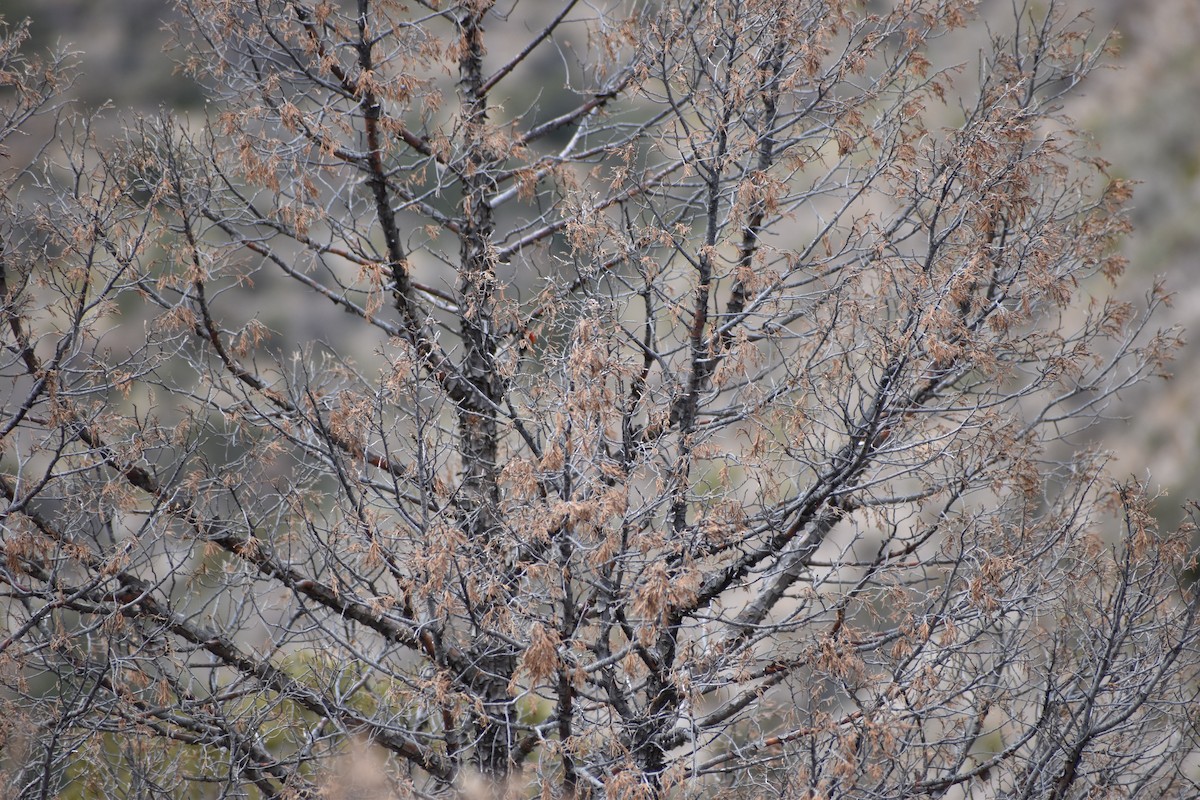 Ladder-backed Woodpecker - ML530144271