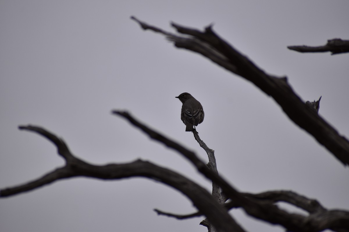 Townsend's Solitaire - ML530144351