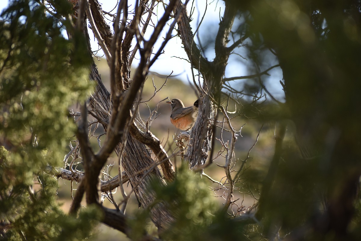 American Robin - ML530144401