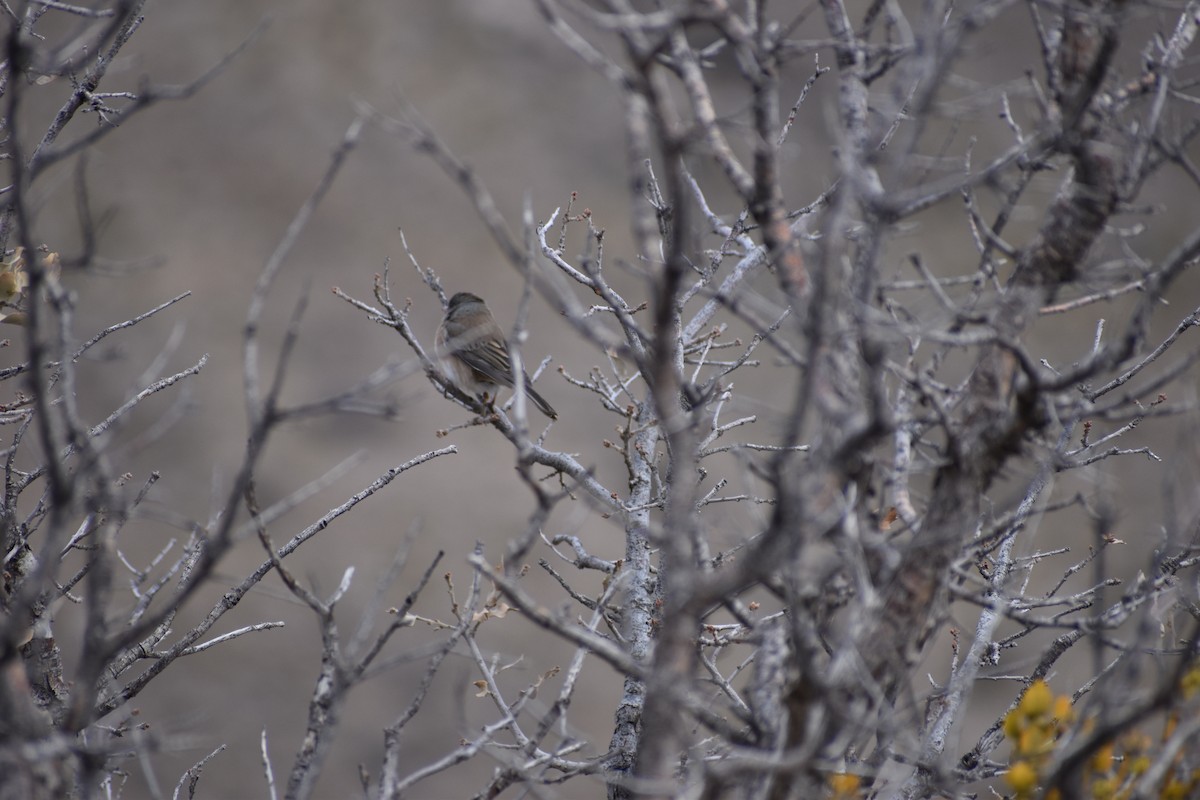 Dark-eyed Junco - ML530144551