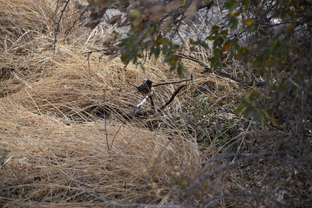 Spotted Towhee - ML530144601