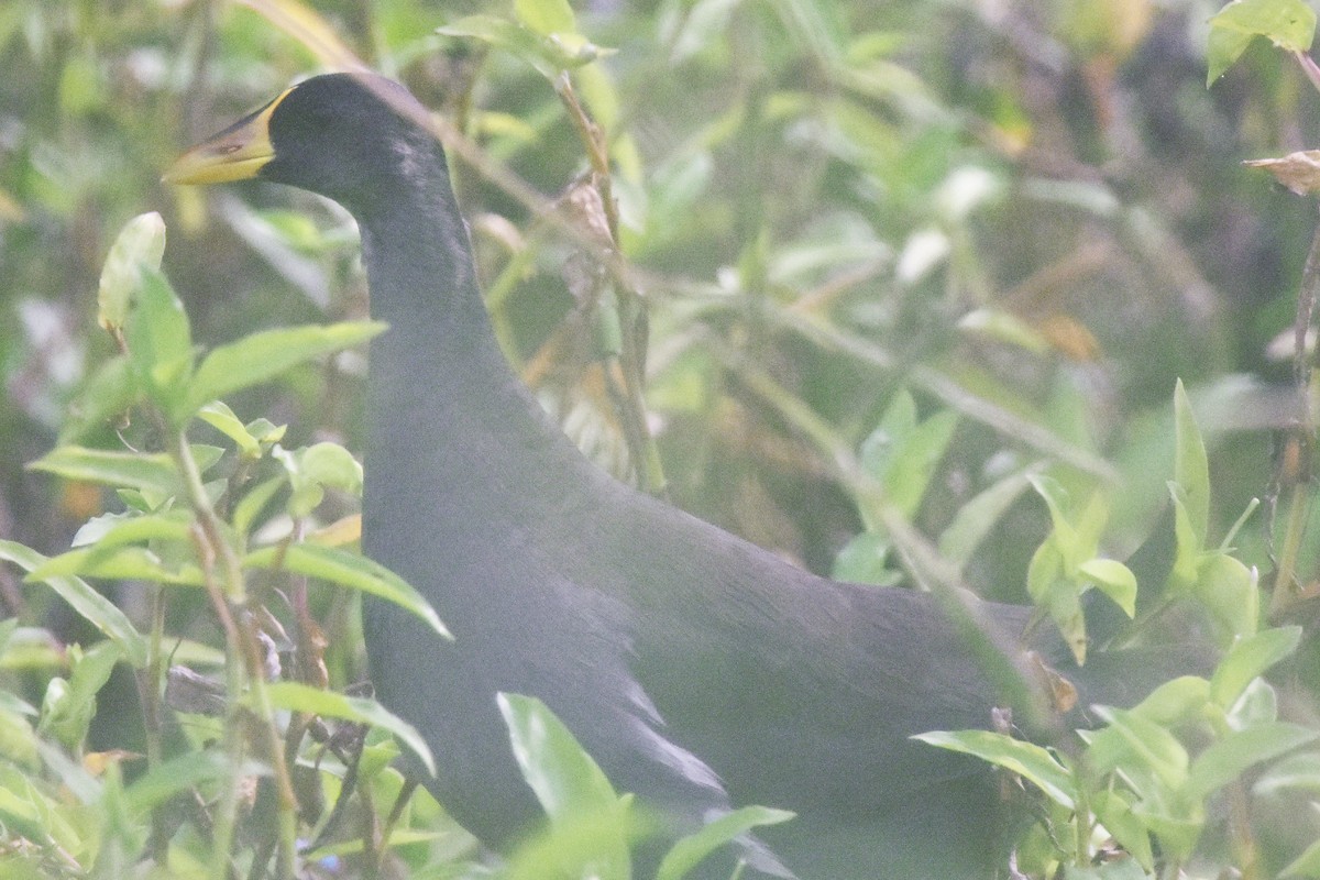 Uroilo txikia - ML53014501