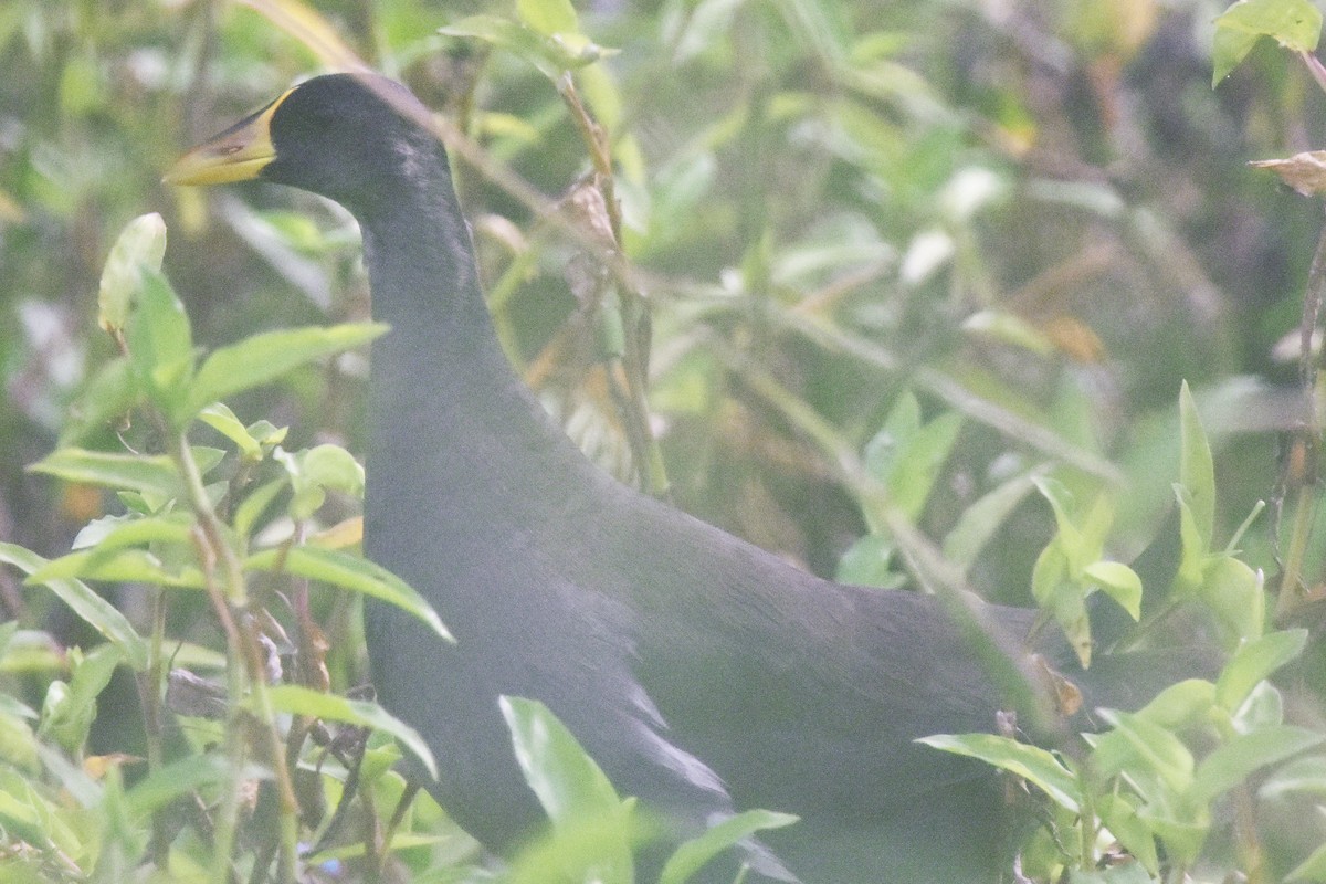 Gallinule africaine - ML53014501